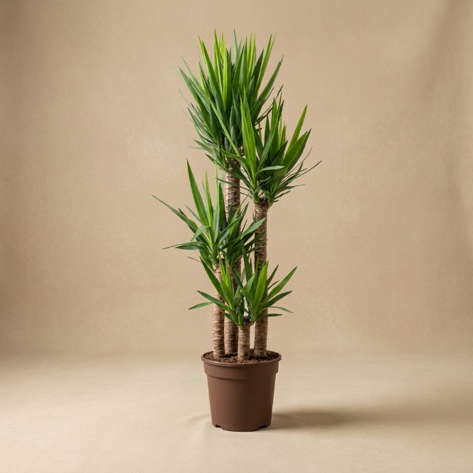 Yucca Dört Kollu 170-180 cm Yuka Büyük Boy Salon Bitkisi