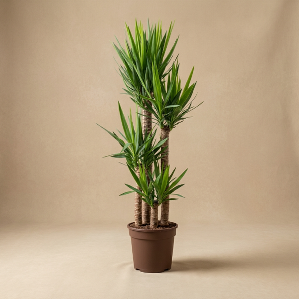 Yucca Dört Kollu 170-180 cm Yuka Büyük Boy Salon Bitkisi