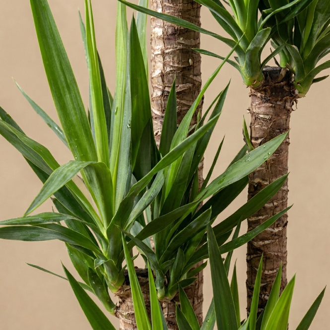 Yucca Dört Kollu 170-180 cm Yuka Büyük Boy Salon Bitkisi
