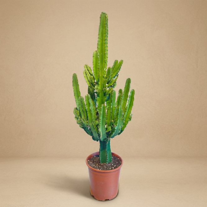 Euphorbia İgens Kaktüs (Eritrea) 60-70 cm | Büyük Boy Dekoratif Kaktüs & İç Mekan Bitkisi