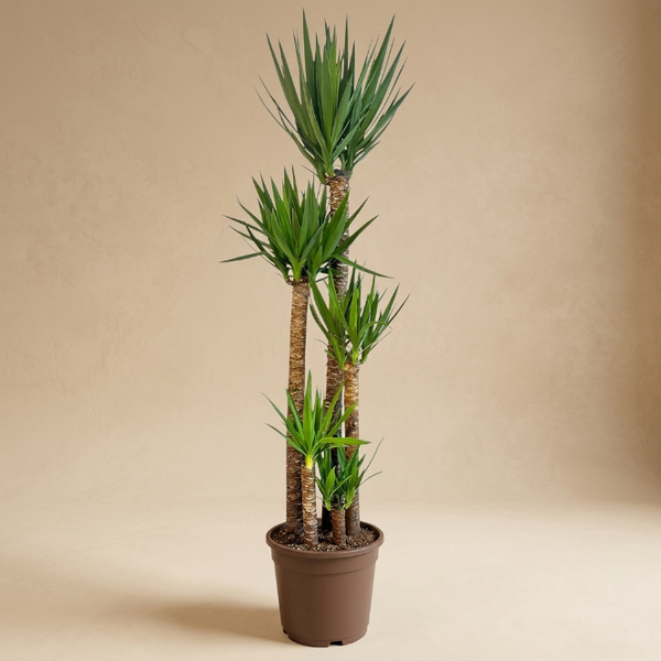 Yucca 5 Gövdeli 190-200 cm | Avize Çiçeği | İç Mekan Dekoratif Ağaç