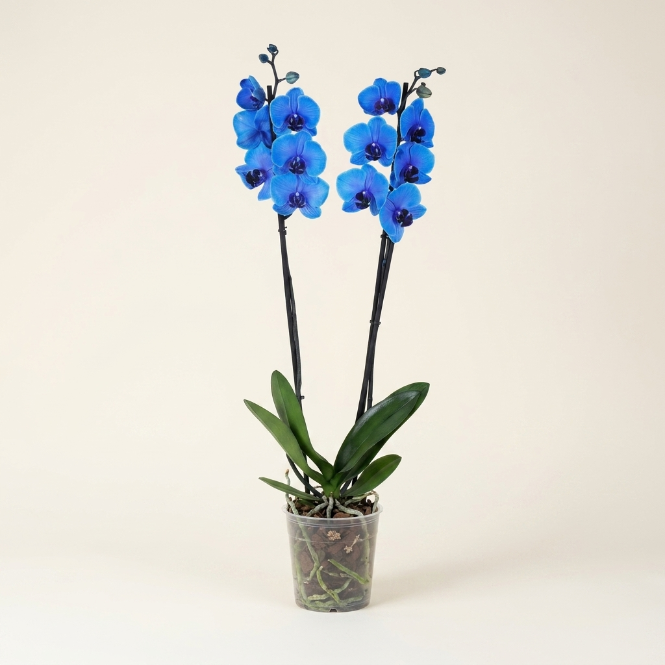 Orkide Mavi Çift Dallı İthal (Phalaenopsis)