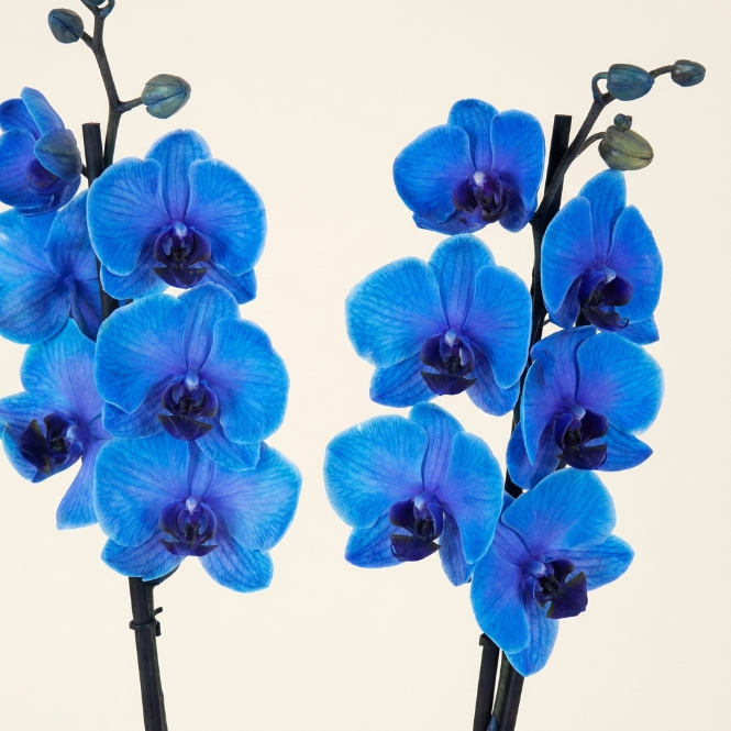Orkide Mavi Çift Dallı İthal (Phalaenopsis)