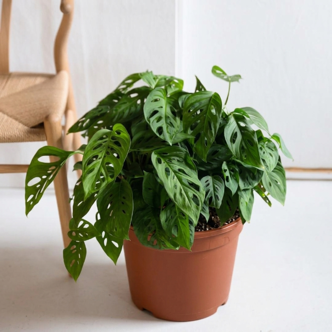 Monstera Adansonii Monkey Mask - Maymun Yüzü Monstera - Masa Boy Canlı Ev Bitkisi