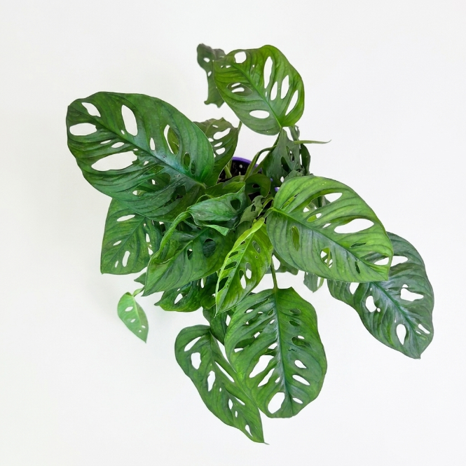 Monstera Adansonii Monkey Mask - Maymun Yüzü Monstera - Masa Boy Canlı Ev Bitkisi