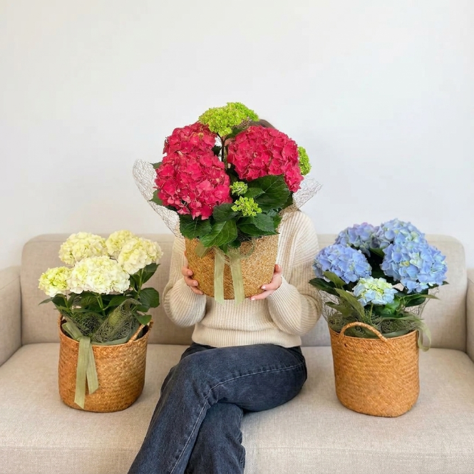 Hydrangea macrophylla Ortanca Canlı Bitki Mor Pembe Kırmızı Çiçekli | Dekoratif Bahçe ve Salon Bitkisi