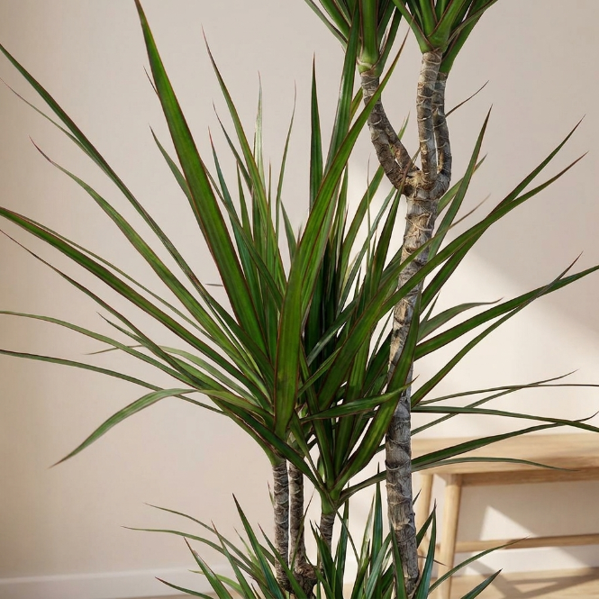 Dracaena Marginata Üç Kollu 110–120 cm – Ejder Ağacı Büyük Boy Salon Bitkisi