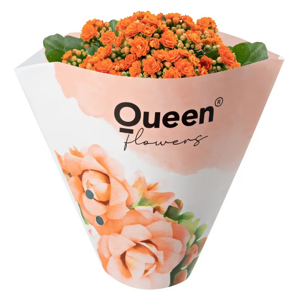 Kalonşo Kalanchoe Canlı Çiçek Masa Boy