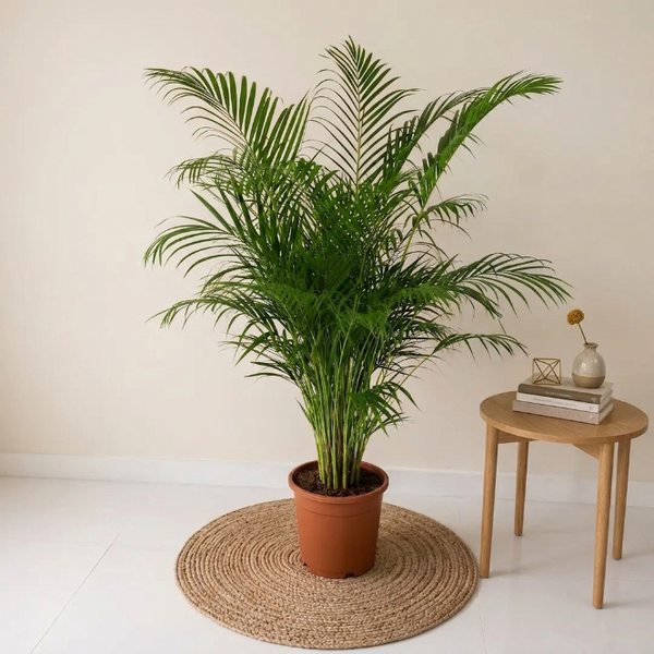 Areka Palmiyesi Dypsis Lutescens 140-160 cm Salon Bitkisi Büyük Boy