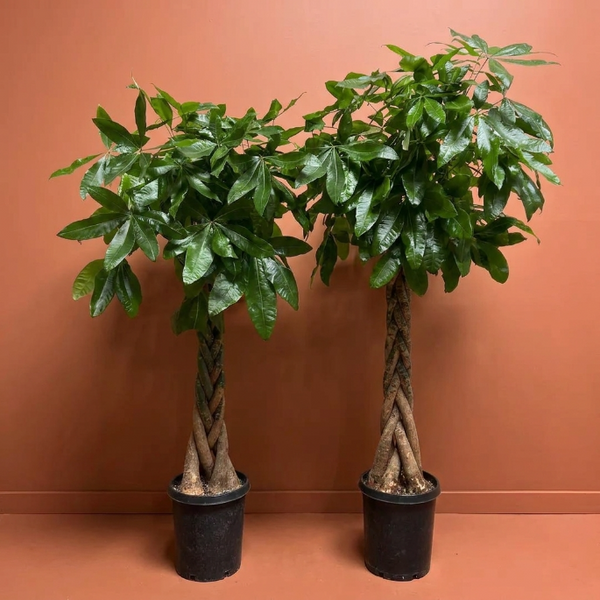 Pachira Aquatica Para Ağacı (Money Tree) – Şans ve Bereket Getiren Büyük Salon Bitkisi