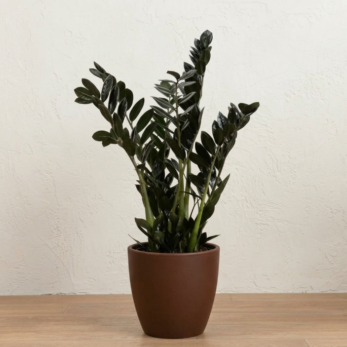 Siyah Zamia Çiçeği 60 cm (Zamioculcas Zamiifolia Raven) Zeze Bitkisi