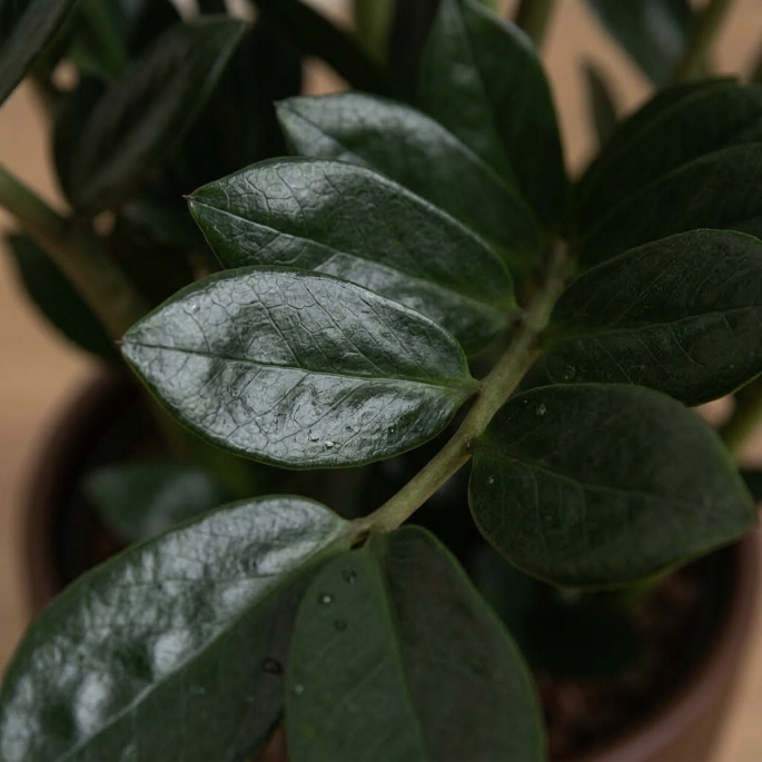 Siyah Zamia Çiçeği 60 cm (Zamioculcas Zamiifolia Raven) Zeze Bitkisi