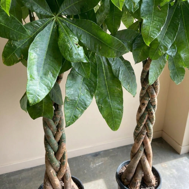 Pachira Aquatica XXL (Money Tree – Para Ağacı) | Büyük Boy Şans ve Bereket Bitkisi