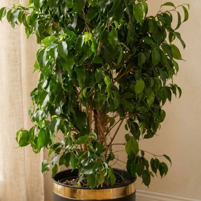 Ficus Benjamin Danielle 150-160 cm Koyu Yeşil Benjamin | Büyük Boy Gösterişli Salon Bitkisi