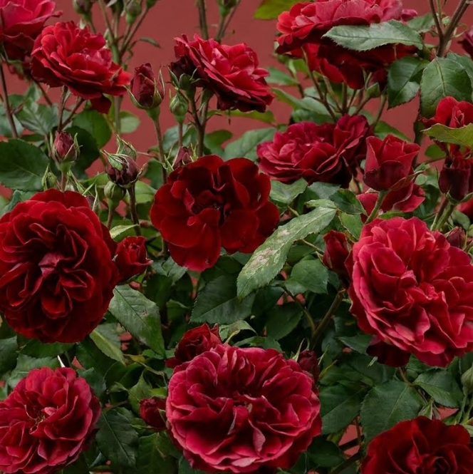 Premium Kırmızı Tijli Gül Ağacı – Lisanslı Özel Seri 120-140 cm