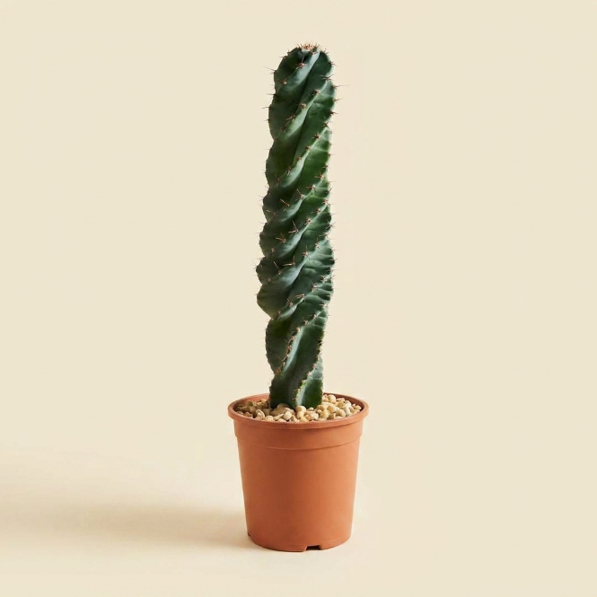 Spiral Kaktüs (Cereus Spiralis) 30-40 cm – Egzotik Formlu Dekoratif Kaktüs