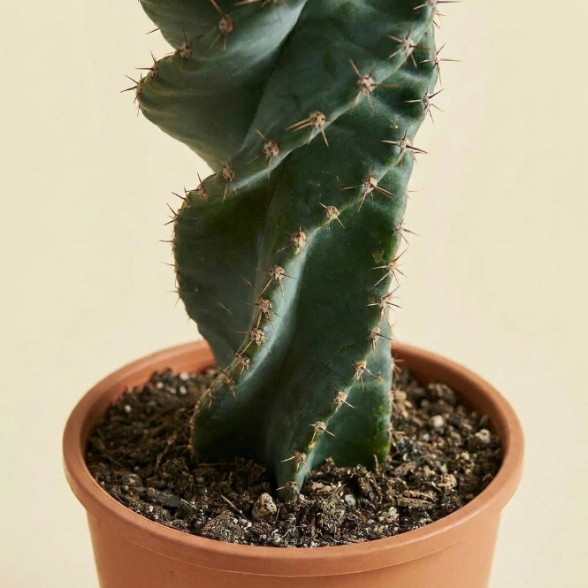 Spiral Kaktüs (Cereus Spiralis) 30-40 cm – Egzotik Formlu Dekoratif Kaktüs