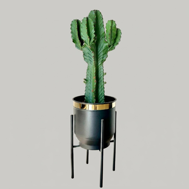 Euphorbia Ingens 60 cm – Büyük Boy Dekoratif Kaktüs Görünümlü Sukulent