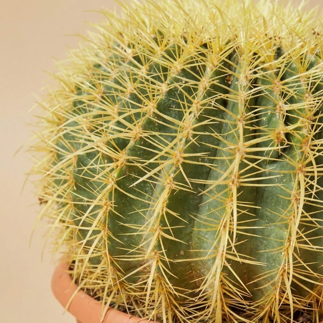 Echino Cactus Grusonii 30-40 cm Çap – Büyük Boy Altın Fıçı Kaktüs