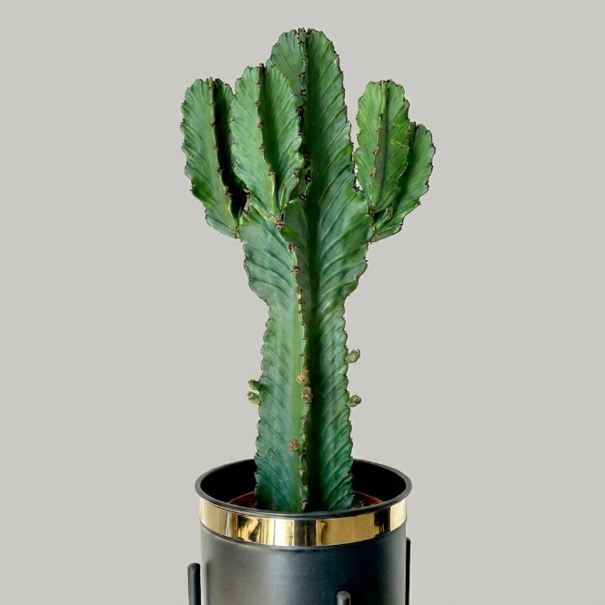 Euphorbia Ingens 60 cm – Büyük Boy Dekoratif Kaktüs Görünümlü Sukulent