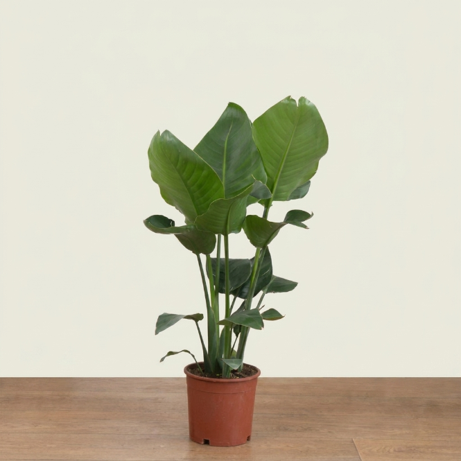 Starliçe İki  Köklü 100-110 cm (Cennet Kuşu Çiçeği) – Strelitzia Nicolai