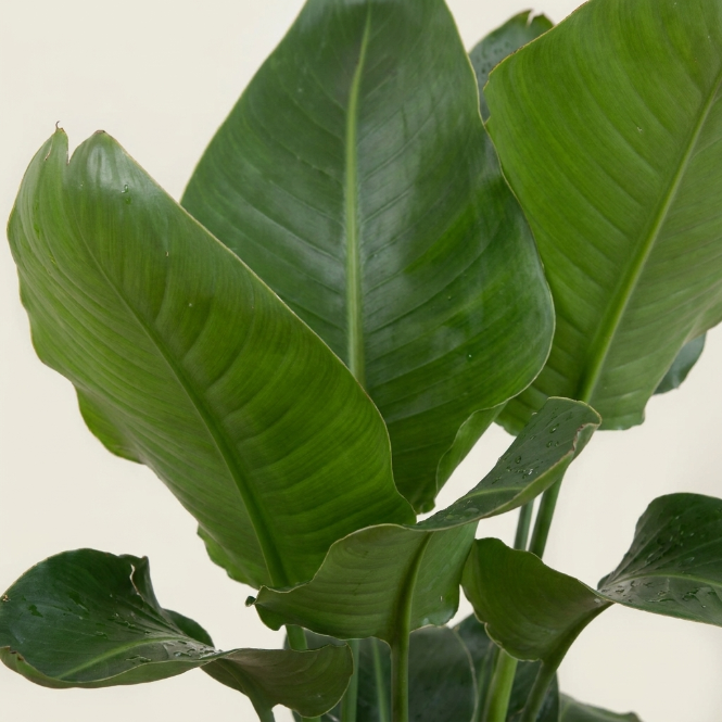 Starliçe İki  Köklü 100-110 cm (Cennet Kuşu Çiçeği) – Strelitzia Nicolai