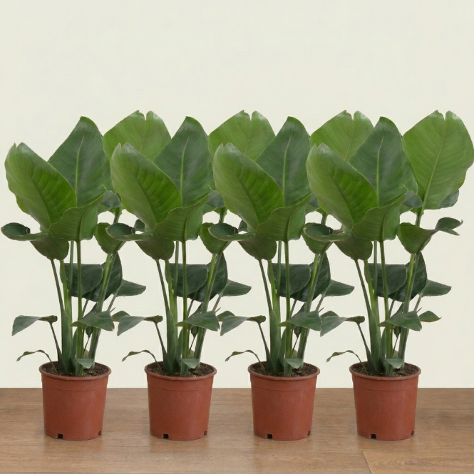 Starliçe İki  Köklü 100-110 cm (Cennet Kuşu Çiçeği) – Strelitzia Nicolai