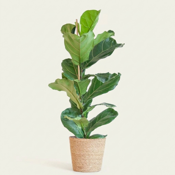Kauçuk Çiçeği Keman Yapraklı Ficus Lyrata 90-100 cm