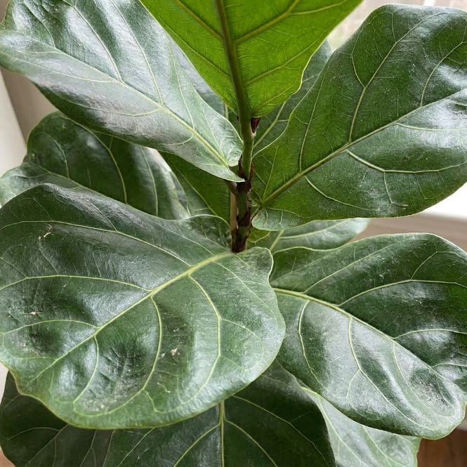 Kauçuk Çiçeği Keman Yapraklı Ficus Lyrata 90-100 cm