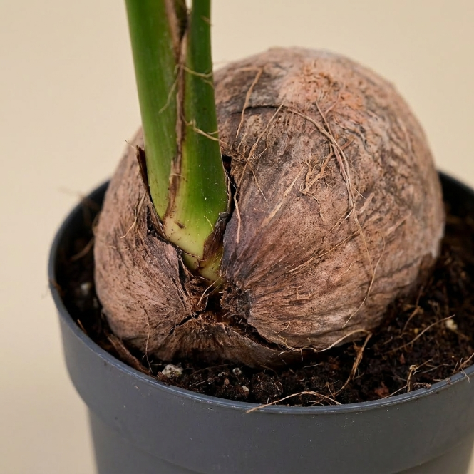 Hindistan Cevizi Palmiyesi XL | Cocos Nucifera | Tropikal İç Mekan Palmiyesi
