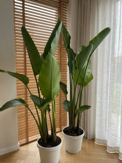 Starliçe Üç Köklü 180-200 cm (Cennet Kuşu Çiçeği) – Strelitzia Nicola