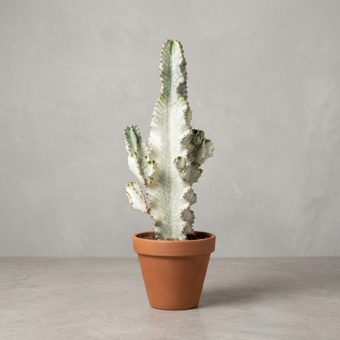 Euphorbia Lactea White Ghost - Özel İthal Koleksiyon Bitkisi