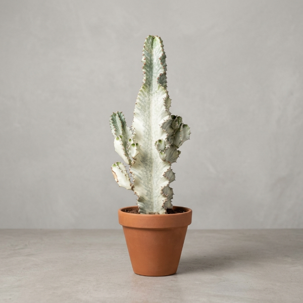 Euphorbia Lactea White Ghost - Özel İthal Koleksiyon Bitkisi