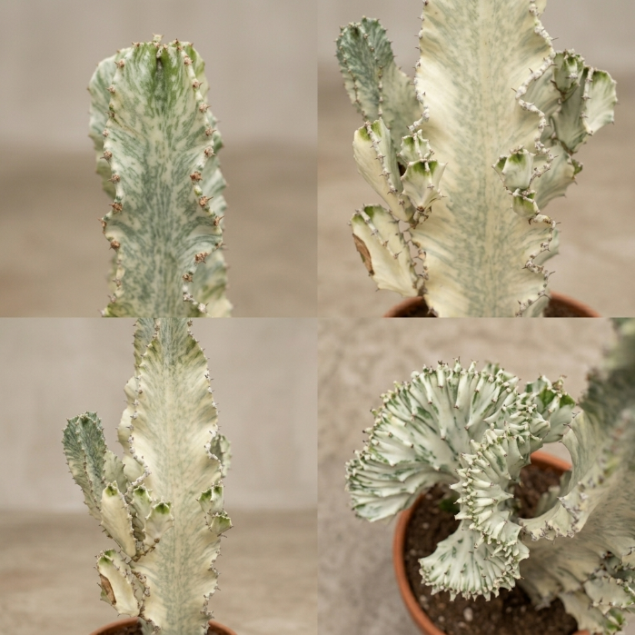 Euphorbia Lactea White Ghost - Özel İthal Koleksiyon Bitkisi