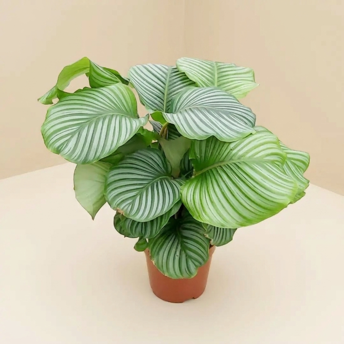 Calathea Üçlü Set (Medalion - Maranta - Orbifolia) - İç Mekan Bitki Koleksiyonu