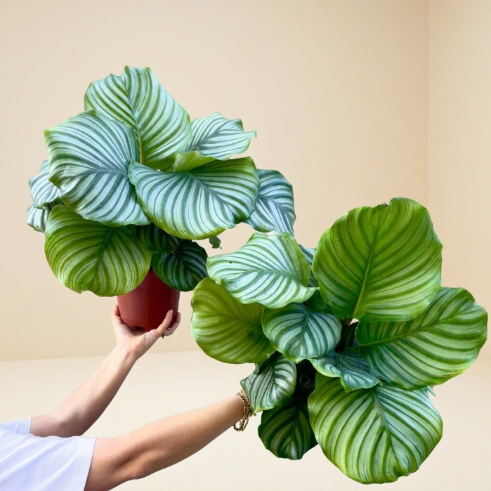 Calathea Orbifolia – Büyük Yapraklı Dekoratif Salon Bitkisi