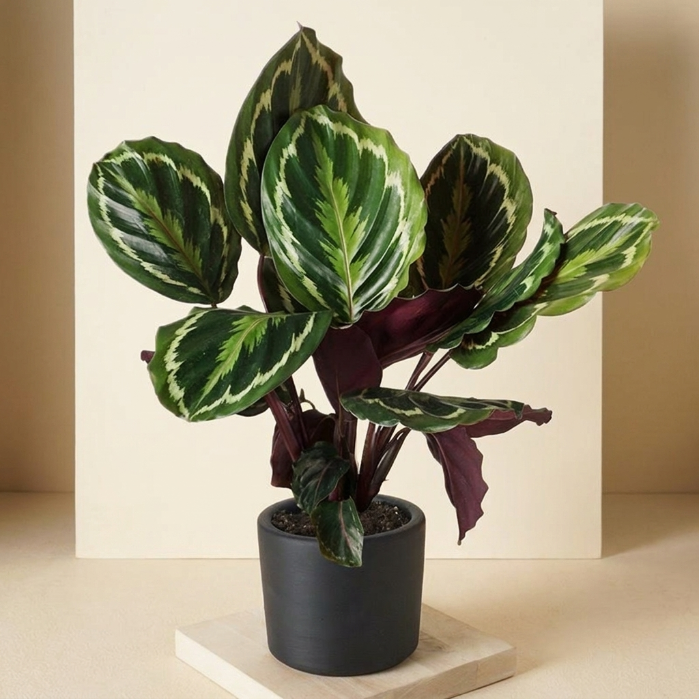 Calathea Üçlü Set (Medalion - Maranta - Orbifolia) - İç Mekan Bitki Koleksiyonu