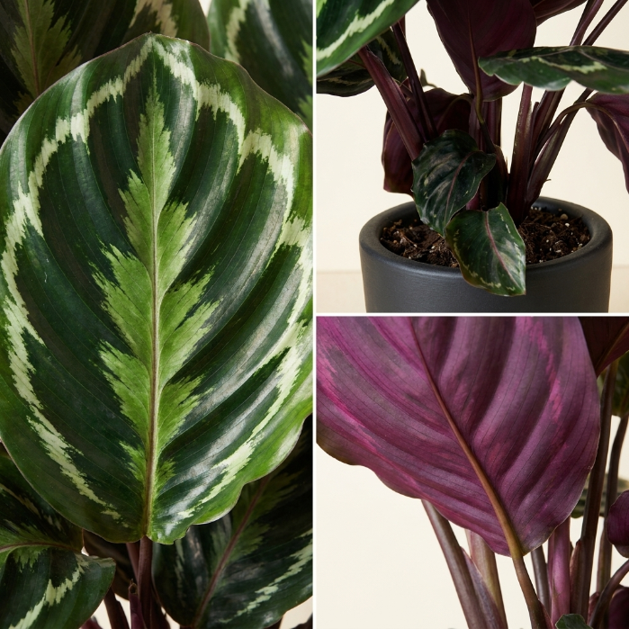 Calathea Medallion 45-55 cm – Desenli Yapraklı Tropikal Salon Bitkisi