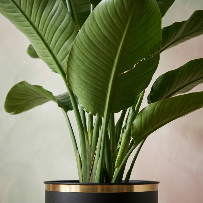Starliçe Üç Köklü 180-200 cm (Cennet Kuşu Çiçeği) – Strelitzia Nicola