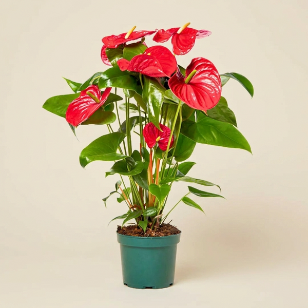 Anthurium Kırmızı (Antoryum) 60-70cm XL – Büyük Boy Canlı Kırmızı Çiçekli İç Mekan Bitkisi