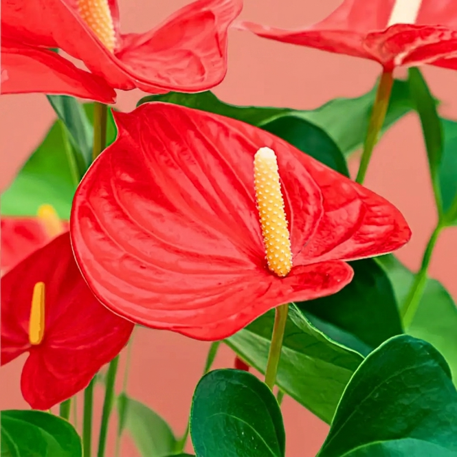 Anthurium Kırmızı (Antoryum) 60-70cm XL – Büyük Boy Canlı Kırmızı Çiçekli İç Mekan Bitkisi