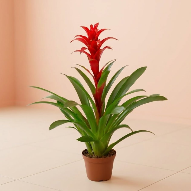 Guzmania (Guzmanya Yıldız Çiçeği) Kırmızı – Canlı ve Egzotik İç Mekan Bitkisi