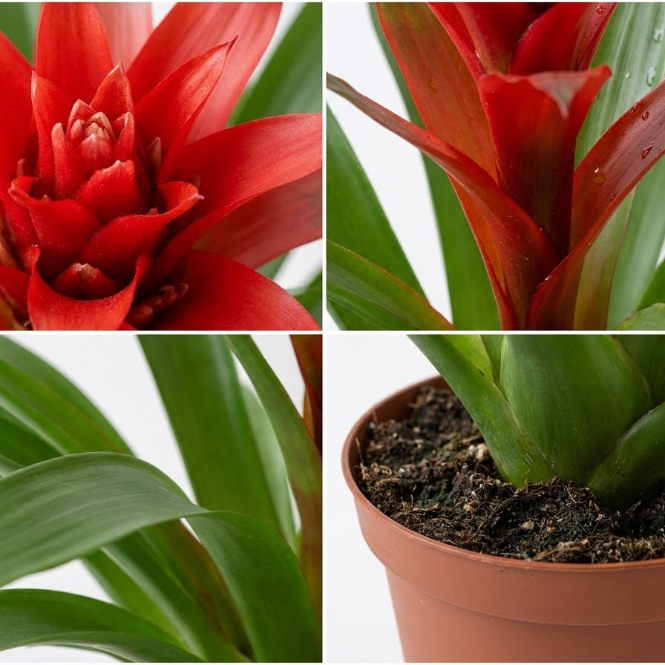 Guzmania (Guzmanya Yıldız Çiçeği) Kırmızı – Canlı ve Egzotik İç Mekan Bitkisi