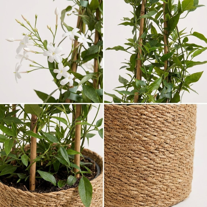 Yasemin Çiçeği Jasmin Estrella 100-120 cm | Kokulu Sarmaşık Yasemin | Canlı Bahçe ve Balkon Bitkisi