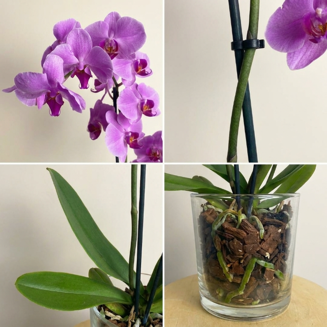 İthal Mor Orkide - Çift Dallı Canlı Phalaenopsis Orkide