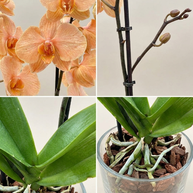 İthal Somon Orkide - Çift Dallı Canlı Phalaenopsis Orkide