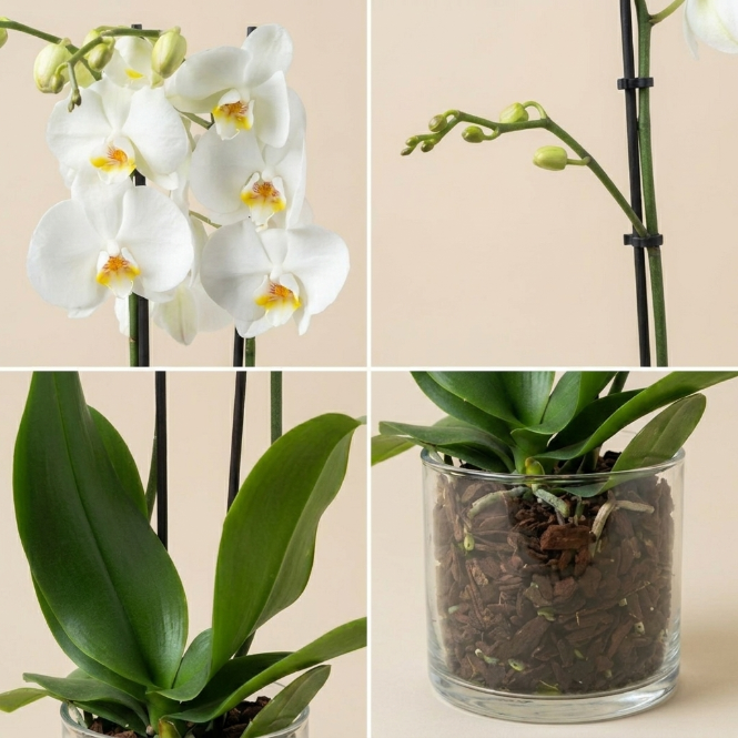 İthal Beyaz Orkide - Çift Dallı Canlı Phalaenopsis Orkide