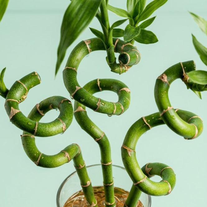 Üçlü Şans Bambusu Seti - Dekoratif Canlı Lucky Bamboo 50-60 cm