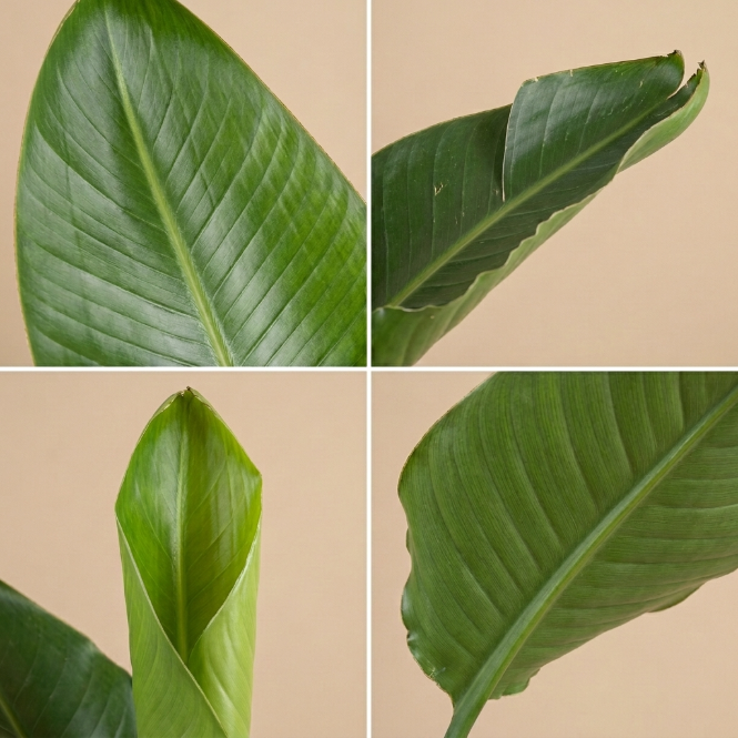 Büyük Boy Starliçe Çiçeği 3 Köklü XL - Canlı Cennet Kuşu (Strelitzia Nicolai)
