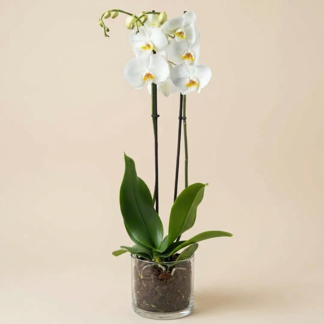 İthal Beyaz Orkide - Çift Dallı Canlı Phalaenopsis Orkide